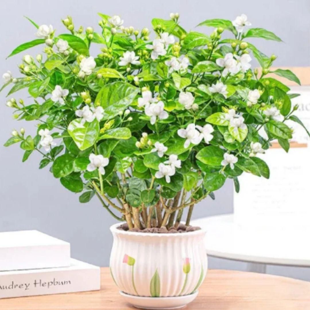 13662